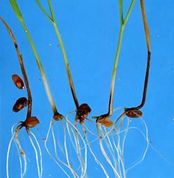 Fusarium Head Blight | Disease | Government Of Saskatchewan