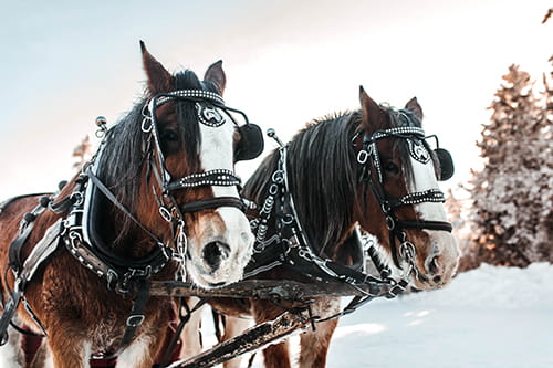 Two Clydesdale horses in harnesses