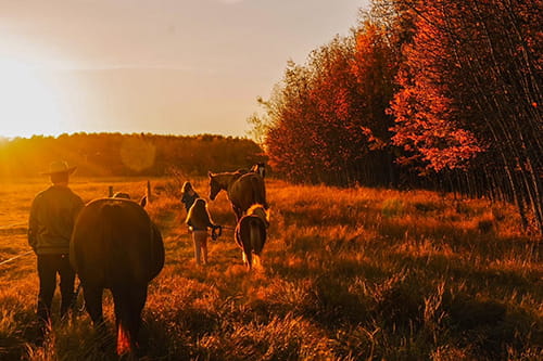 Farming family walking with horses during sunset