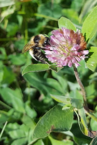 A bumblebee pollinating a red clover flower