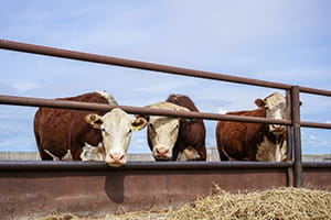 Beef cattle in front of feed.