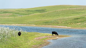 Cattle drinking water in a pasture