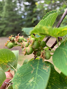 Saskatoon berries at “green fruit” stage. Plants were not treated, and disease development was evident.