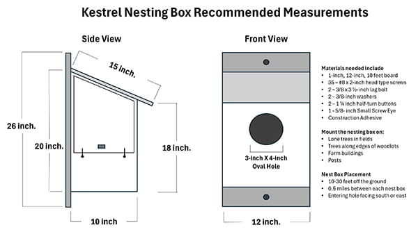 Measurements and materials needed to build a kestrel nesting box. Includes what to mount the nesting box on and the guidelines of box placing.