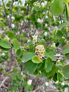 Saskatoon berries at “petal fall” stage