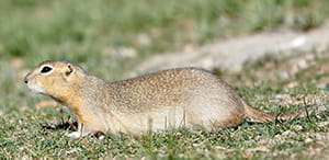 Richardson's ground squirrel