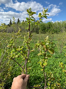 Saskatoon berry blossoms at “White Tip” stage