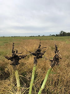 Clubroot in canola