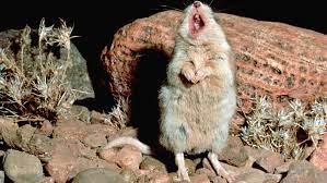 Grasshopper mouse howling