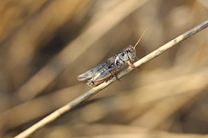 Migratory grasshopper on cereal crop