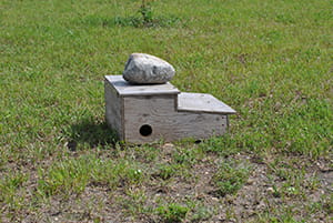 Bait box containing zinc phosphide burrowing rodent bait