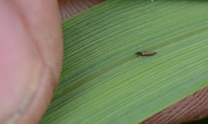 Barley thrips