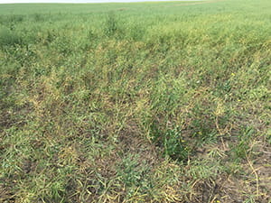 Clubroot patch in canola field