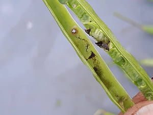 Cabbage seedpod weevil damage on  canola seedpods
