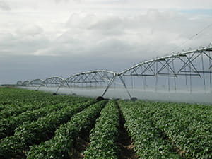 Potatoes under irrigation pivot
