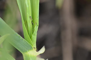 Thrips in leaf sheath