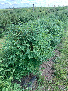 Haskap growing under landscape fabric mulch