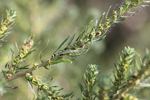 Green kochia seeds