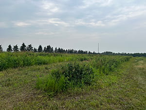 Mixed grassy and broadleaf weeds growing in a Saskatoon berry orchard