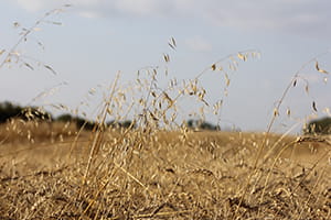 Wild oats growing in a wheat field.  