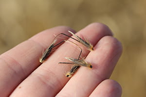 Wild oat seeds in hand