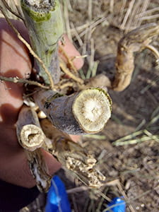 Discolouration of cross section of canola stem with verticillium stripe.