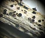 Higher magnification of fruiting structures on durum wheat straw