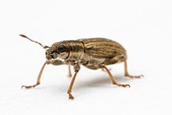 Adult pea leaf weevil