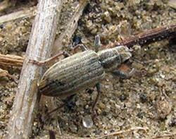 Adult pea leaf weevil