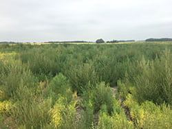 Kochia in a field