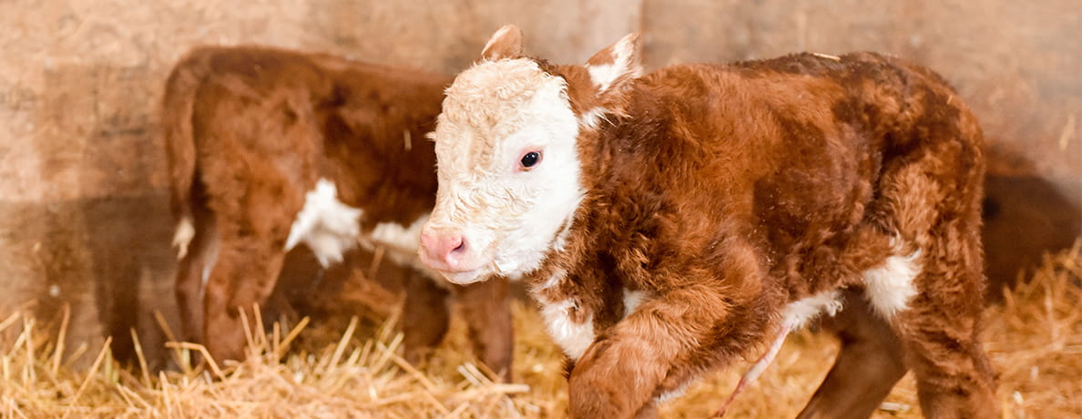 Red and white calf in barn with calves in background