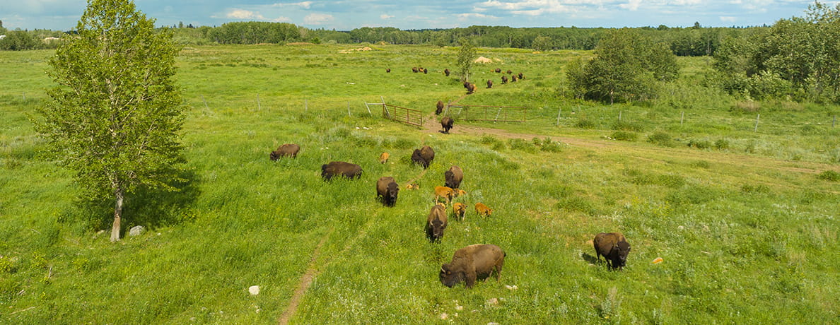 Herd of bison on a plain