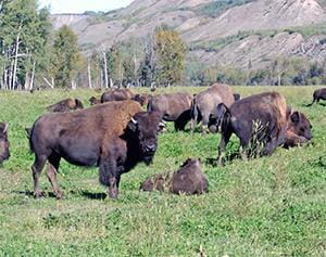 Herd of bison