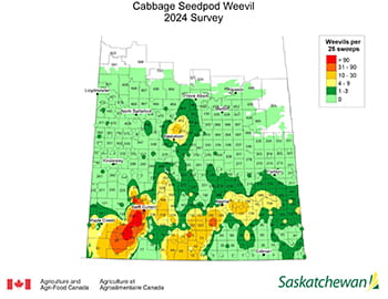 Cabbage Seedpod Weevil map for 2024