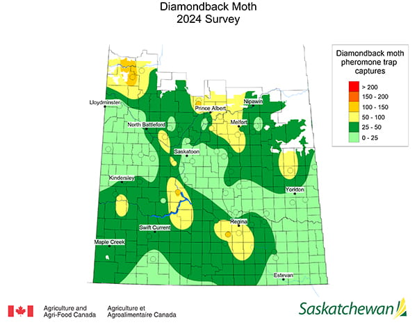 2024 Diamondback Moth map