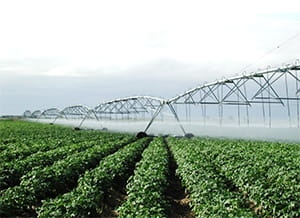 Irrigated potatio field