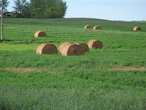 Group of bales in green hay field with more bales in background