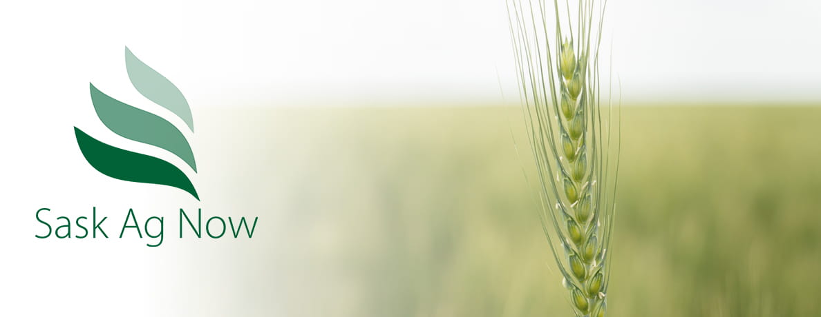 Sask Ag Now logo. Growing wheat field