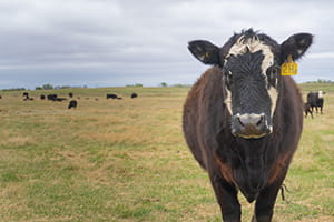 Cow in pasture