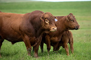 Cows in pasture