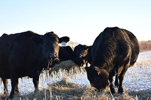 Cows grazing bales on the pasture during the winter.