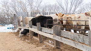 Cow eating ration in pen with other cows