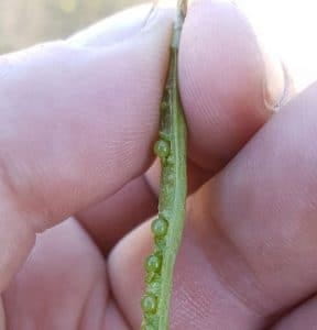 Canola pod and seeds damaged by fall frost