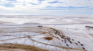 Cows in winter landscape