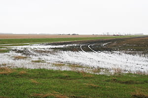 Flooded cropland