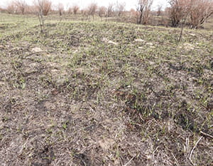 Grass regrowth following a fire disturbance. 