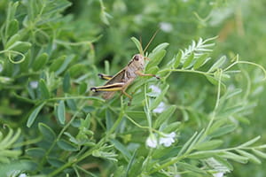 Grasshopper on lentil crop