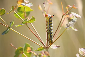 Spurge hawk-moth on leafy spurge plant