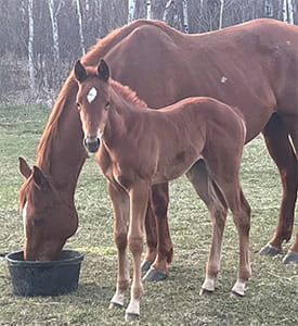 Horse eating grain, with baby