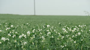 Pea field